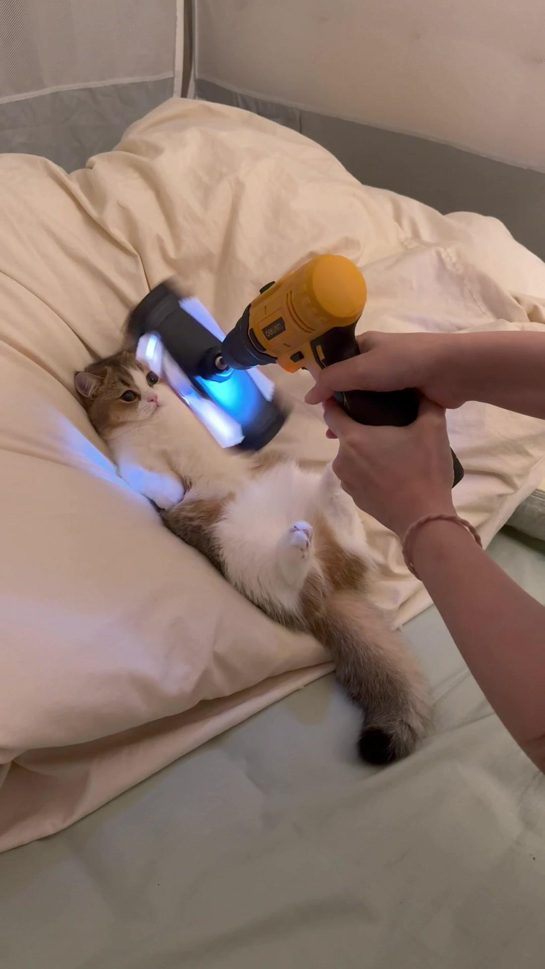 小猫吵着要拍百万运镜